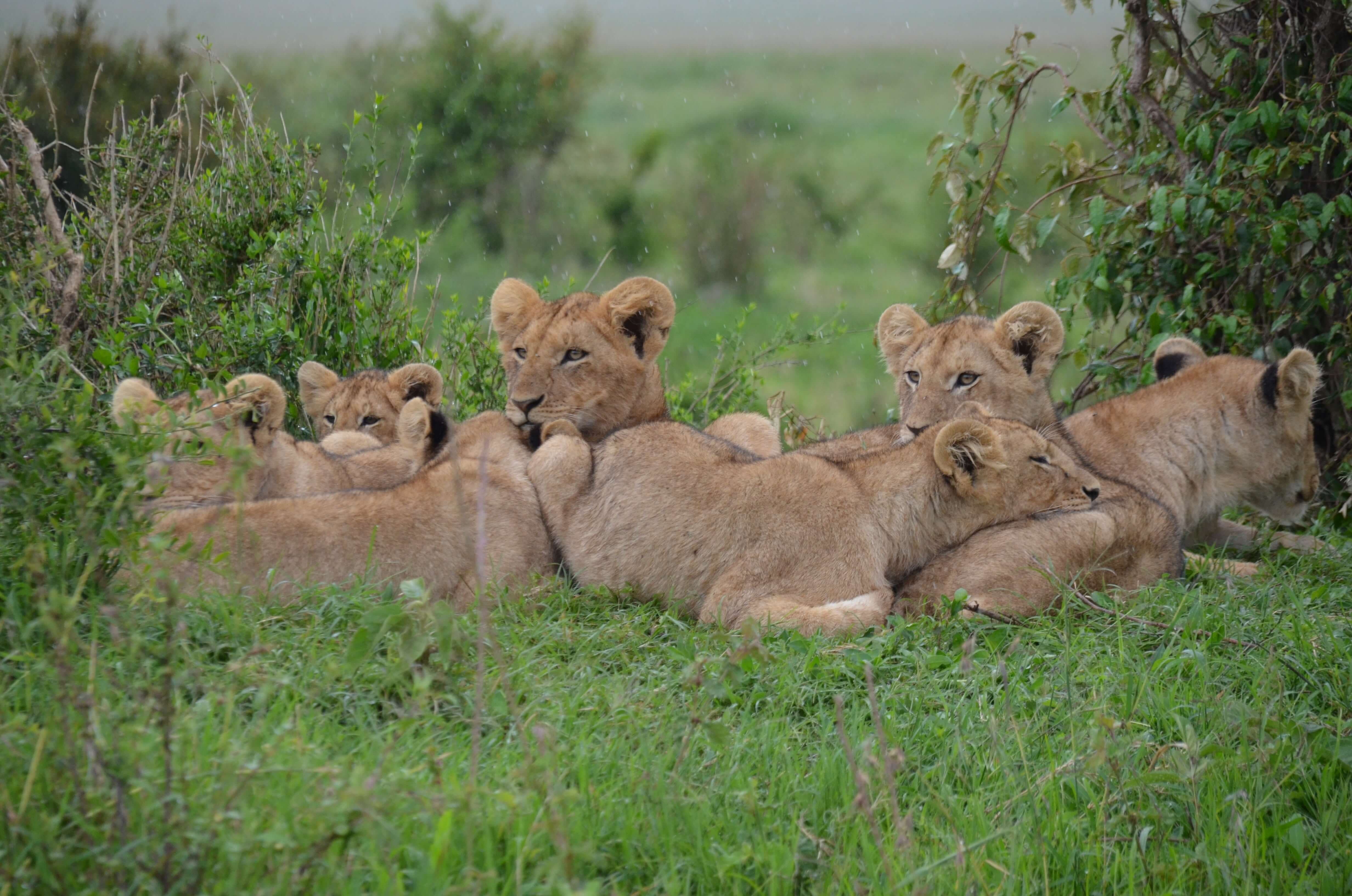 Pride of lions sitting in the sun